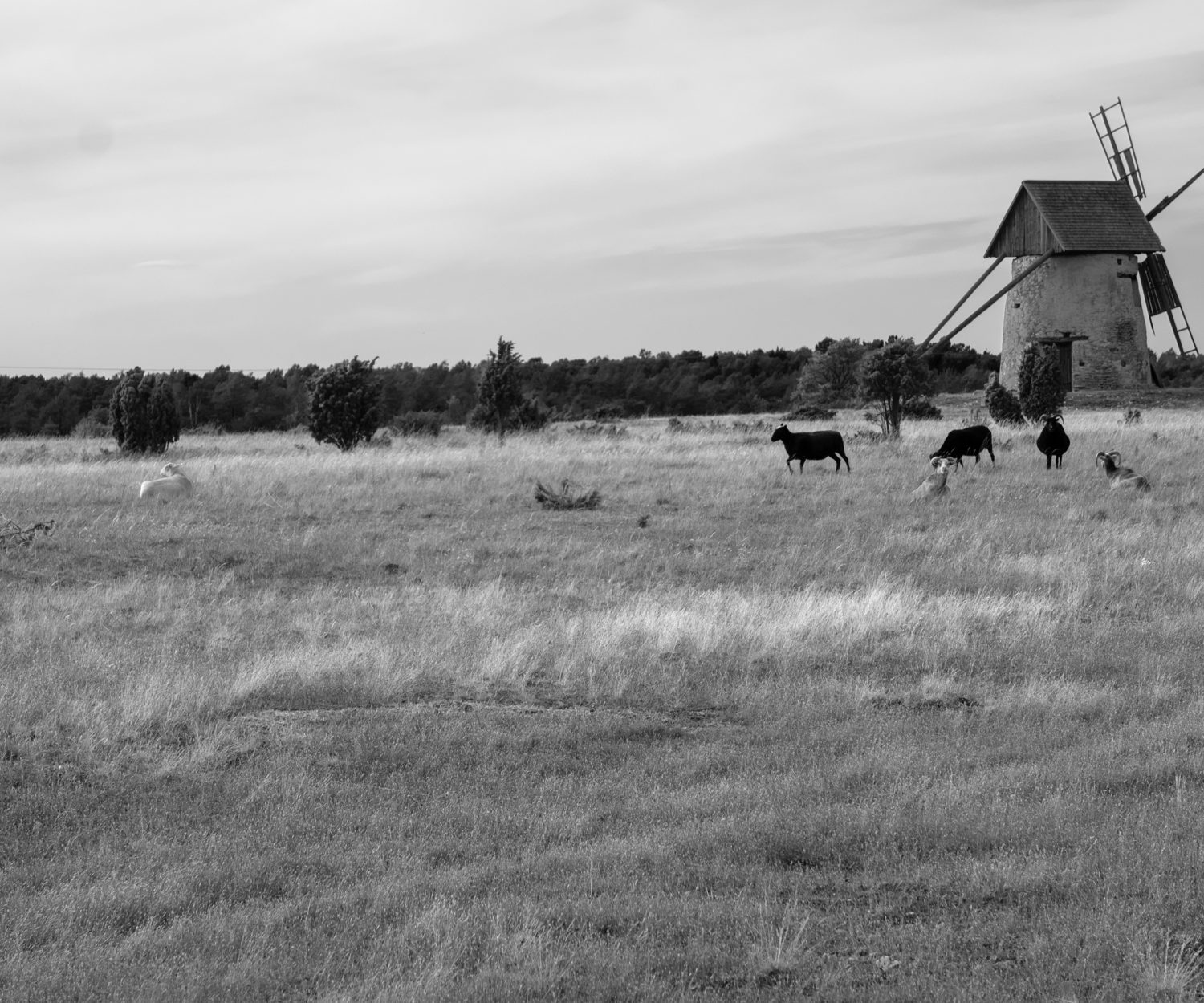 Windmill and sheep
